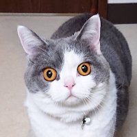 🍀Satsuki🍀～にゃんズのつぶやき～ (@tsubuyaki3nyan) Twitter profile photo