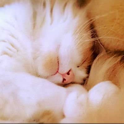 かのん のど飴舐めてる時だけ うっすら声が出る からってのど飴なめすぎで口の中気持ち悪い 風邪で声 が出ない かのん のど飴舐めてる時だけ うっすら声が出る からってのど飴なめすぎで口の中気持ち悪い 風邪で声 が出ない