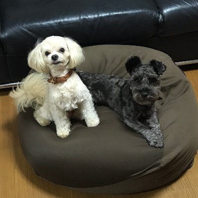 愛犬のルーク&レイです。

実はこのワンちゃんは、都会のコインパーキング捨てられていた保護犬です。保護された後に、警察署に届けられ飼い主の迎えを待ちましたが残念ながら飼い主は現れませんでした。どんな気持ちだったのかと思うと、今でも胸が締め付けられる思いになります。