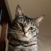 Sargie (@sergeant_meow) Twitter profile photo Sargie (@sergeant_meow) Twitter profile photo