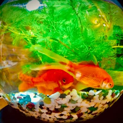 🐟メバル釣りたい!刺身で食べたい!⛺️キャンプしたい!初島行きたい!📸写真上手くなりたい!富士山登りたい!₿でにんまりしたい!気付けば欲望の塊。。。でも結局は子供の笑顔が見たい!! 無断フォローお許し下さい!
