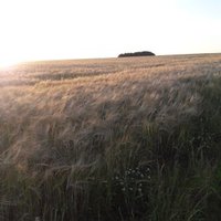 MFoucherault (@mfoucherault) 's Twitter Profile