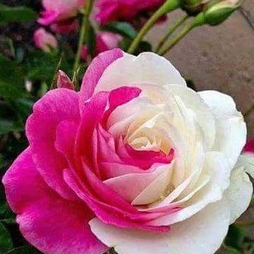 जाने कैसे परखता है मेरा खुदा।
इम्तिहान भी बड़ा लेता है और हरने भी नहीं देता