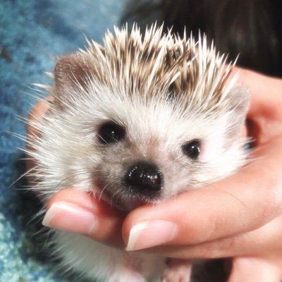 ハリネズミうなちゃん
よろしくお願いいたします(((🦔)))