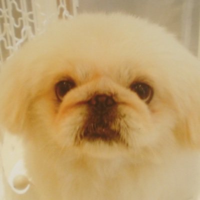 小田さくらさん激単推し、「Young」にジェラジェラちゃう世代/モーニング娘。こぶしのみなみな永遠の2推し、つばき瑠乃ちゃん、JJみっぷる、🍵姫良々を3推し、娘。ほまたん、JJ🐙ちゃんも応援しています