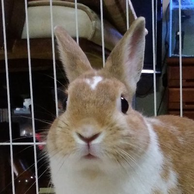 餅さん ( もちもち堂 技研 )さんのプロフィール画像