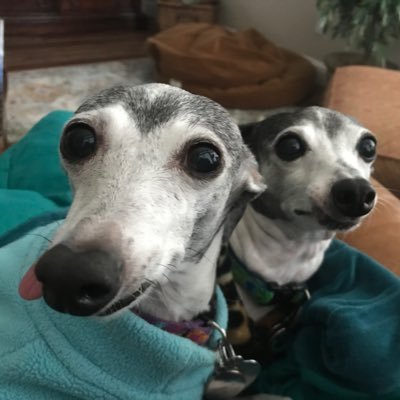 We are Gia and Raffy, the girlies. We’re rescued Italian Greyhounds, who love nothing more than cuddles and kisses. Life is good 🐶🐶🐾💕