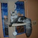 Regina Miller Tatem - @CATDANCING0801 - Twitter