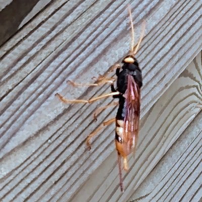 NeilHibbert1's profile picture. 