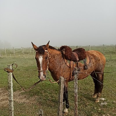 JChiarino's profile picture. Productor rural de Flores Criador de Criollos Tricolor de corazon