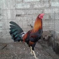 joaquin sapien mora (@joaquinsapien) 's Twitter Profile