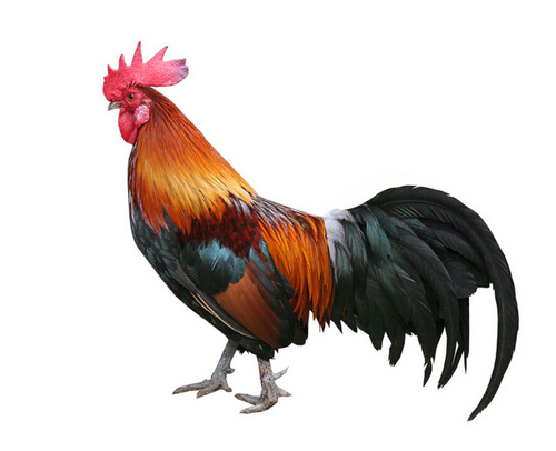 lkworthrooster's profile picture. Cocka-frickin-doodle-doo.