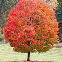 Oak Tree Class (@missoaksmithlw) 's Twitter Profile Photo Oak Tree Class (@missoaksmithlw) 's Twitter Profile Photo