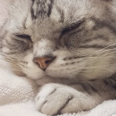 さすけ 猫多頭飼いの布団のオシッコ被害を耳にして 猫も飼い主も不安で不快 私がやったこと対策 おしっこ スプレー しないところの環境を維持する 爪とぎでガード フワフワ素材からゴワゴワに ヒノキチップ トイレの砂を猫ごとに種類変える 換気扇は24 さすけ 猫多頭飼いの布団のオシッコ被害を耳にして 猫も飼い主も不安で不快 私がやったこと対策 おしっこ スプレー しないところの環境を維持する 爪とぎでガード フワフワ素材からゴワゴワに ヒノキチップ トイレの砂を猫ごとに種類変える 換気扇は24