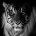 Veronica M (@vmconsolo) Twitter profile photo