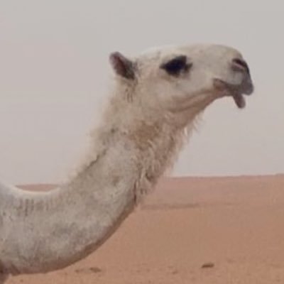 ابوناصر معالج أمراض الإبل Turki95055 Twitter