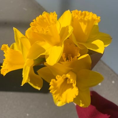 DaniV_NZ's profile picture. 👾🧡📚🦊🦇🧚🏼‍♀️