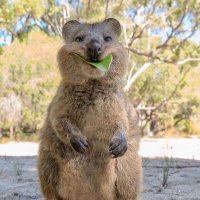 Quokka Kahn (@mff245) 's Twitter Profile