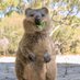 Quokka Kahn (@mff245) Twitter profile photo Quokka Kahn (@mff245) Twitter profile photo