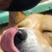 コーギーわさび♂ (@wasabi_d_dog) Twitter profile photo コーギーわさび♂ (@wasabi_d_dog) Twitter profile photo