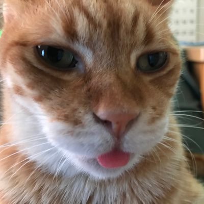 かくon Twitter 水原代官所 お白洲 かくon Twitter 水原代官所 お白洲