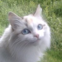 Kaileau (@kaileau13) 's Twitter Profile