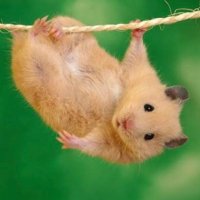 ぶりとら🐹師匠(概念) (@buritora12) 's Twitter Profile Photo ぶりとら🐹師匠(概念) (@buritora12) 's Twitter Profile Photo