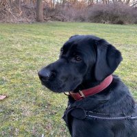 sassafras55 (@sassafras551) 's Twitter Profile