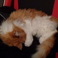 Zakari Freedman (@col_zfreek) 's Twitter Profile