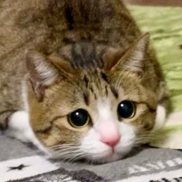 うなぎ と すずめ Unagi0627 Twitter うなぎ と すずめ Unagi0627 Twitter