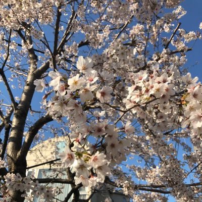 SakuraStory0824's profile picture. 💙super junior💙Yesung🐢Leeteuk🐥 Eunhyuk🐒 Siwon🐴3年めELF2022 4/2 4/3 4/4 たまアリ初の生SJ8/27 8/28 SMT2days11/30 12/1 LSS 2023 3/18 3/19 初めてのスパショ6/17 6/18幕張7/7 7/8LSS