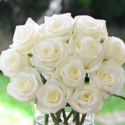 ninsibanez's profile picture. 