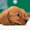 Karin  Dunkel - @vaterzille - Twitter