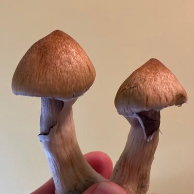Amateur mushroom grower & psilocybin advocate. Open to sharing techniques & tricks for monotub grows.