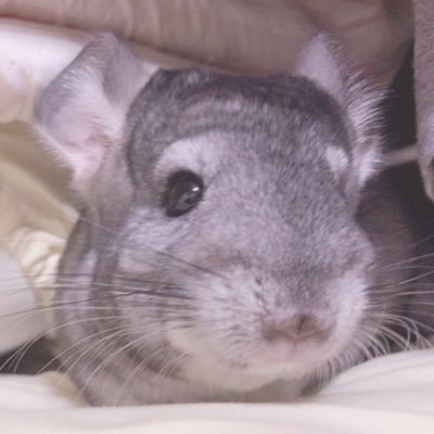 チンチラのおうじ👑わたげ💭みんな男の子の男子寮です🐭チラ好きの方是非仲良くしてください🥰無言フォロー歓迎☁️無言フォロー失礼します🥺🙏🏻