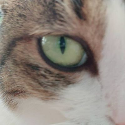 無機質な狂気 (@com40523632) / Posts / X