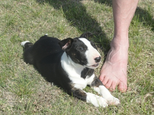 I have 6 English Bull Terriers. Since my kids are teens, my bullies are my babies. Kenzie, Cooper, Patches, Meeshka, Victoria Rose, and Oblina are my bullies.