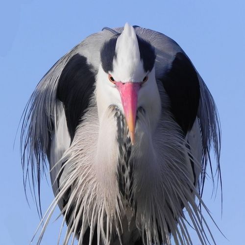 アオサギのほか、Grey Heron、Ardea cinerea、البلشون الرمادي、Серая цапля、Σταχτοτσικνιάς、Crëyr Glas、Gråhäger、אנפה אפורה、Harmaahaikara 、बगुला、等々について書いています。要するに、ほぼ全てアオサギの話題です。