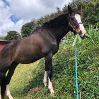 horsehair (@horsehair) 's Twitter Profile
