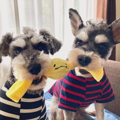 Mシュナの まろぽん Mshuna No Maro Twitter
