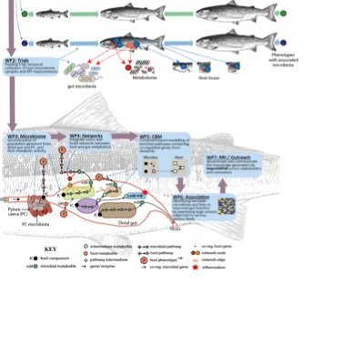 Improving aquaculture sustainability by modulating the feed-microbiome-host axis in fish. A @BlueBioCOFUND / @RCN_Norway project hosted by @UniNMBU