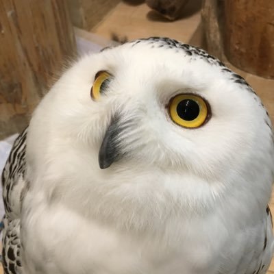 k_n_r_a's profile picture. フクロウを啓蒙せよ TL追えてません 好き勝手呟く垢です リプ反応少なめ