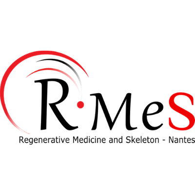 UMR1229 @Inserm @UnivNantes @oniris_officiel #RegenerativeMedicine #Skeleton
Skeleton from embryo dvpt ➡️innovating therapies #aging #biomaterials #regeneration
