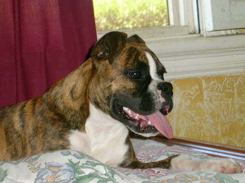 kbobanb's profile picture. Matrona de la Universidad de Chile.