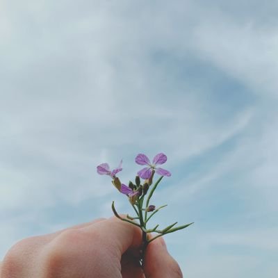 chickenbokseu's profile picture. mostly kpop, sometimes anime | dont follow me if your account isn't fan account | fan account