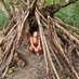 Anna Davison (@amdecology) Twitter profile photo Anna Davison (@amdecology) Twitter profile photo