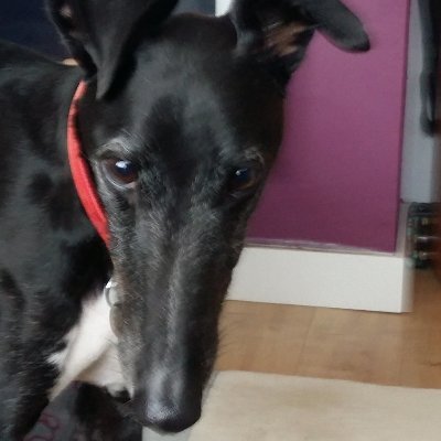 Ex racer (racing name Bay City Reagan)  rescued by Celia Cross Greyhound Trust. Adopted by 4 hoomans. I love sleeping, toast, and belly rubs.