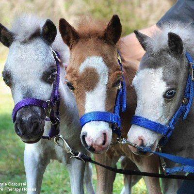 Gentle Carousel Greece-Miniature Therapy Horses