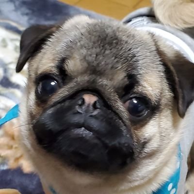 koushi_na_pug Profile Picture