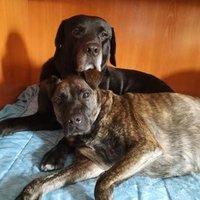 Animalista (@ayudando_perros) 's Twitter Profile